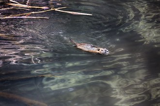 European beaver (Castor fiber) swimming in pond, captive, Olderdissen Zoo, Bielefeld, Teutoburg