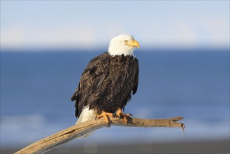 Bald Eagle (Haliaeetus leucocephalus), Bald Eagle, Homer, Kenai Peninsula, Alaska, USA, North