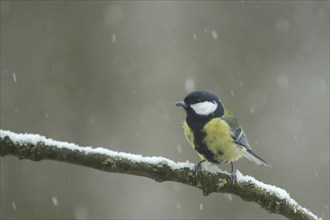 Great tit (Parus major) in winter with snowflakes and snow on a branch in Bad Schönborn,