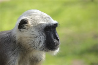 Northern plains gray langur (Semnopithecus entellus), portrait, captive