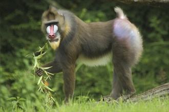 Mandrill (Mandrillus sphinx), male, eat, food, guenon, guenon, Anthropoidae, catarrhines