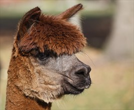 Alpaca (Vicugna pacos), animal portrait, Germany, Europe