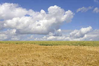 Grain field, barley (Hordeum vulgare), blue cloudy sky, North Rhine-Westphalia, Germany, Europe