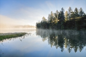 Rays of sunshine make their way through forest and fog at the mirror-smooth moorland lake Étang de