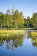 The first rays of sunlight bathe the birch forest and grasses in a warm light, clouds of mist drift