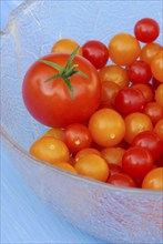 Cherry tomato and wild tomatoes (Solanum peruvianum)