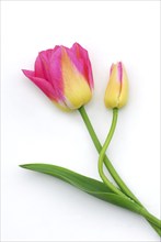 Tulipsvariety (Tulipa) Tom Pouce