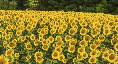 Sunflower (Helianthus annuus) field in the morning, Franconia, Bavaria, Germany, Europe