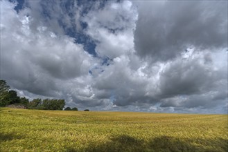 Wheat (Triticum aestivum), cloudy sky, Mecklenburg-Western Pomerania, Detschland