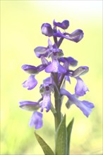 Green-winged orchid (Orchis morio) with high key, Ständelberg, Rammersberg, Mäusberg, Karlstadter