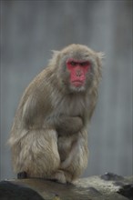 Japanese macaque (Macaca fuscata) with folded arms, captive