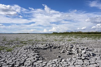 Heavily dried-up Zicksee, Lake Neusiedl-Seewinkel National Park, Burgenland, Austria, Europe