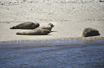 Seals on Trieschen Island in the North Sea, Schleswig-Holstein, Germany, Europe