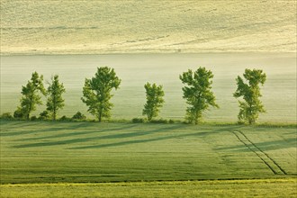 Moravian rolling landscape with trees in early morning haze. Moravia, Czech Republic, Europe