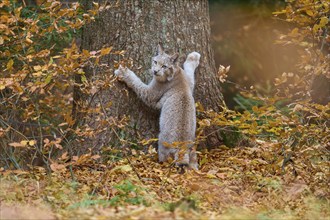 Eurasian lynx (Lynx lynx), climbing on tree trunk in autumn