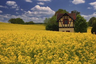 Small half-timbered house surrounded by flowering rape fields, Bamberg, Upper Franconia, Germany,