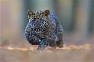 Indian leopard (Panthera pardus fusca), young animal running in forest