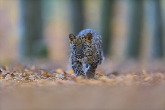 Indian leopard (Panthera pardus fusca), young animal running in forest