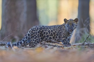 Indian leopard (Panthera pardus fusca), young animal in forest