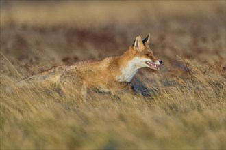 Red Fox (Vulpes vulpes), running in meadow at autumn