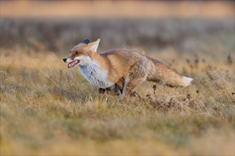 Red Fox (Vulpes vulpes), running in meadow at autumn