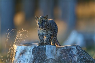 Indian leopard (Panthera pardus fusca), young animal on tree trunk in forest