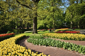 Blooming pink tulips flowerbeds in Keukenhof flower garden, also known as the Garden of Europe, one