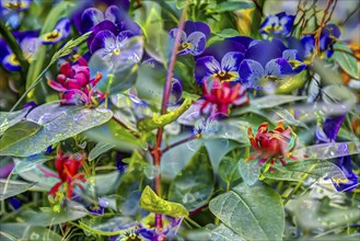 Large-flowered field pansy, viola (plant) (Viola), real carolina sweetshrub (Calycanthus floridus),