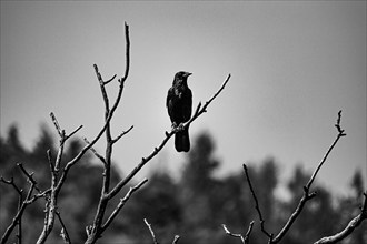 Raven (Corvus) sitting on a tree, Neunkirchen, Lower Austria, Austria, Europe