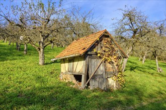 Autumn meadow orchard with small rustic hut in the vineyards of Metzingen, Baden-Württemberg,