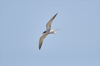 Elegant tern (Thalasseus elegans) flying in the sky above the sea, hunting, ebro delta, Catalonia,