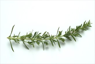 Summer savory (Satureja hortensis), also garden savory, true savory, pepperwort, family of the