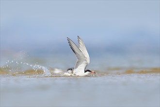 Elegant tern (Thalasseus elegans) flying in the sky above the sea, hunting, ebro delta, Catalonia,