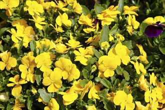 Viola (plant) (Viola), close-up, yellow pansies, violet plant, flowers, green leaves, bed, garden,