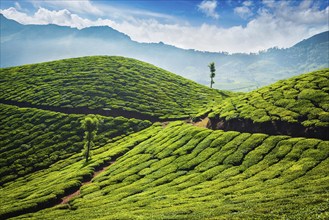 Green tea plantations in the morning. Munnar, Kerala state, India, Asia