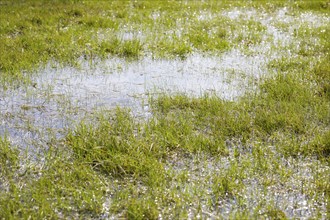 Water stands on the meadows near Moritzburg, Saxony, Germany, Europe