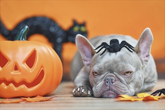 Grumpy Halloween French Bulldog dog with carved pumpkin, autumn leaves, spider on head and black