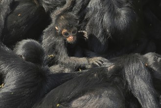 Columbia colombian spider monkeys (Ateles fusciceps robustus), Ateles, Spider Monkey, Spider