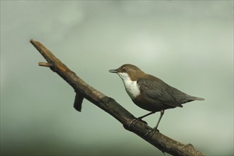 White-breasted dipper (Cinclus cinclus), Branch, Eppstein, Taunus, Hesse, Germany, Europe