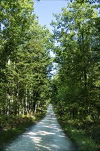 Forest of Troncais. Forestry Lane. Allier department. Auvergne Rhone Alpes. France