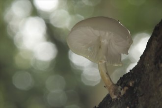 Porcelain fungus (Oudemansiella mucida) with bokehs, view from below, Lorsbach, Hofheim, Taunus,