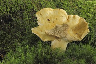 Hedgehog mushroom (Hydnum repandum), moss, Bremthal, Eppstein, Taunus, Hesse, Germany, Europe