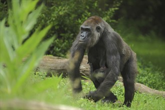 Western lowland gorilla (Gorillla gorillla gorillla), mother, young, carry, protect, two, captive