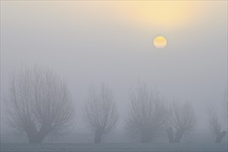 Pale sun over pollarded willows with fog, Lower Rhine, North Rhine-Westphalia, Germany, Europe