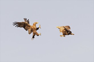 White-tailed eagle (Haliaeetus albicilla) fighting in flight, Mecklenburg Lake District,