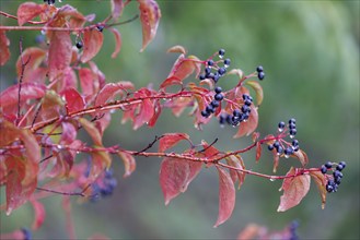 Common dogwood (Cornus sanguinea), Germany, Europe