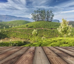 Wood planks floor with green tea plantations in background. Munnar, Kerala, India, Asia