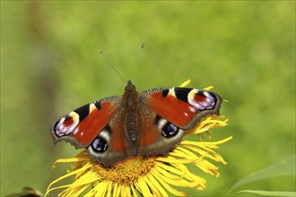 European peacock (Aglais io) on yellow flower, North Rhine-Westphalia, Germany, Europe