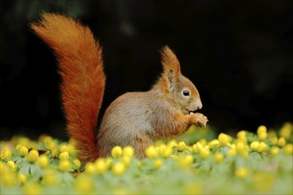 Eurasian red squirrel (Sciurus vulgaris) feeding in pose and flower meadow with Southern European