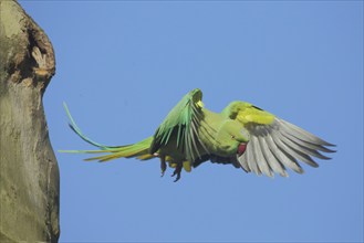 Rose-ringed parakeet (Psittacula krameri) flying out of breeding hole on tree trunk, feathers, wing